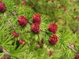 Larix cajanderi
