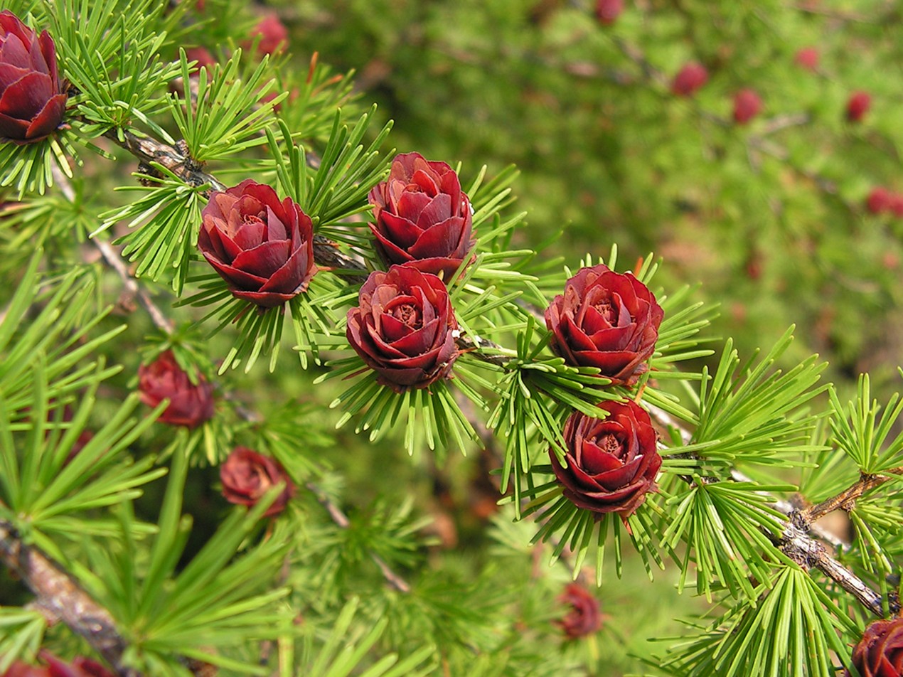 Изображение особи Larix cajanderi.