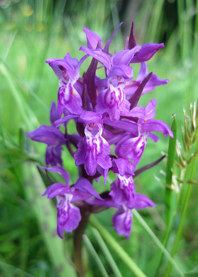 Изображение особи Dactylorhiza majalis.