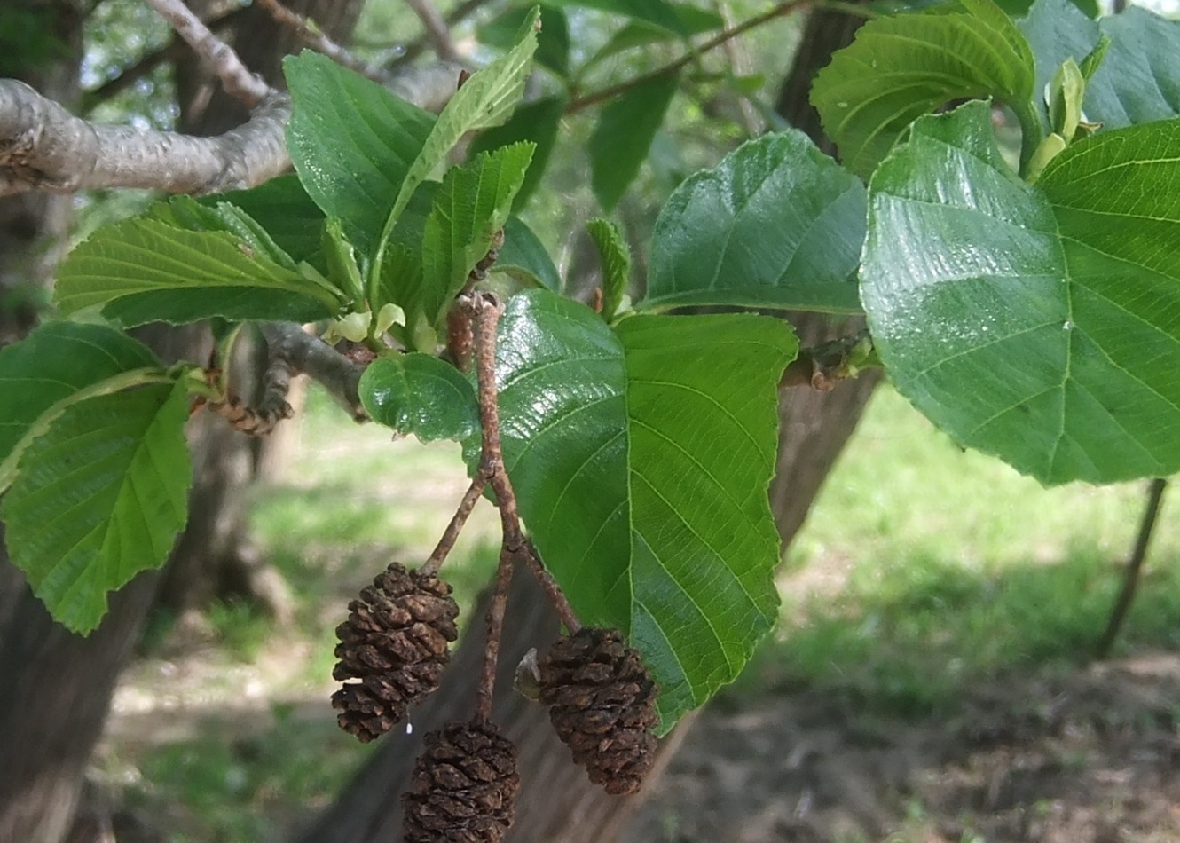 Image of Alnus barbata specimen.