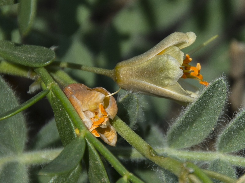 Изображение особи Zygophyllum pinnatum.