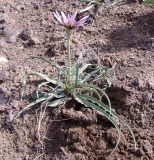 Tragopogon collinus