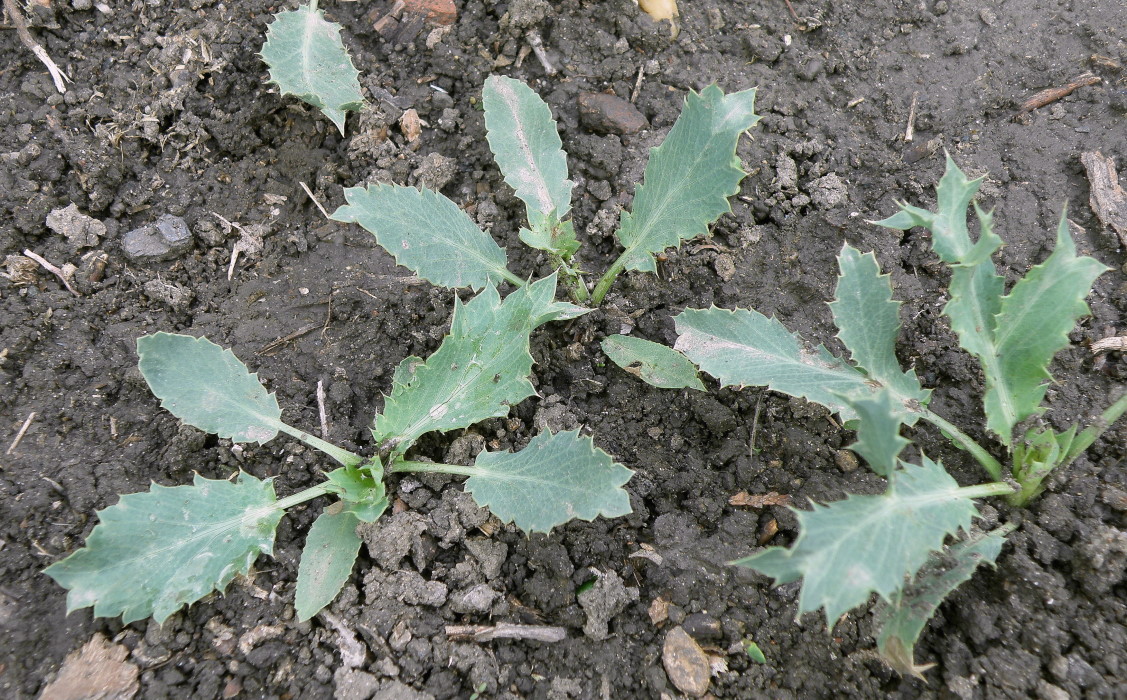 Изображение особи Eryngium campestre.