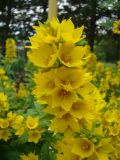 Lysimachia punctata