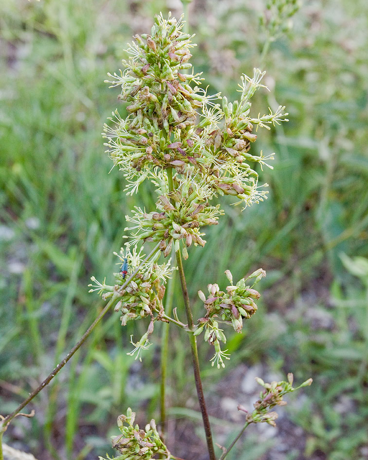 Image of Silene densiflora specimen.