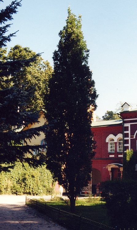 Image of Quercus robur f. fastigiata specimen.