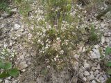 Asperula biebersteinii. Цветущее растение на известняковой насыпи. Ставропольский край, окр. г. Кисловодск, Джинальский хребет. 01.07.2012.