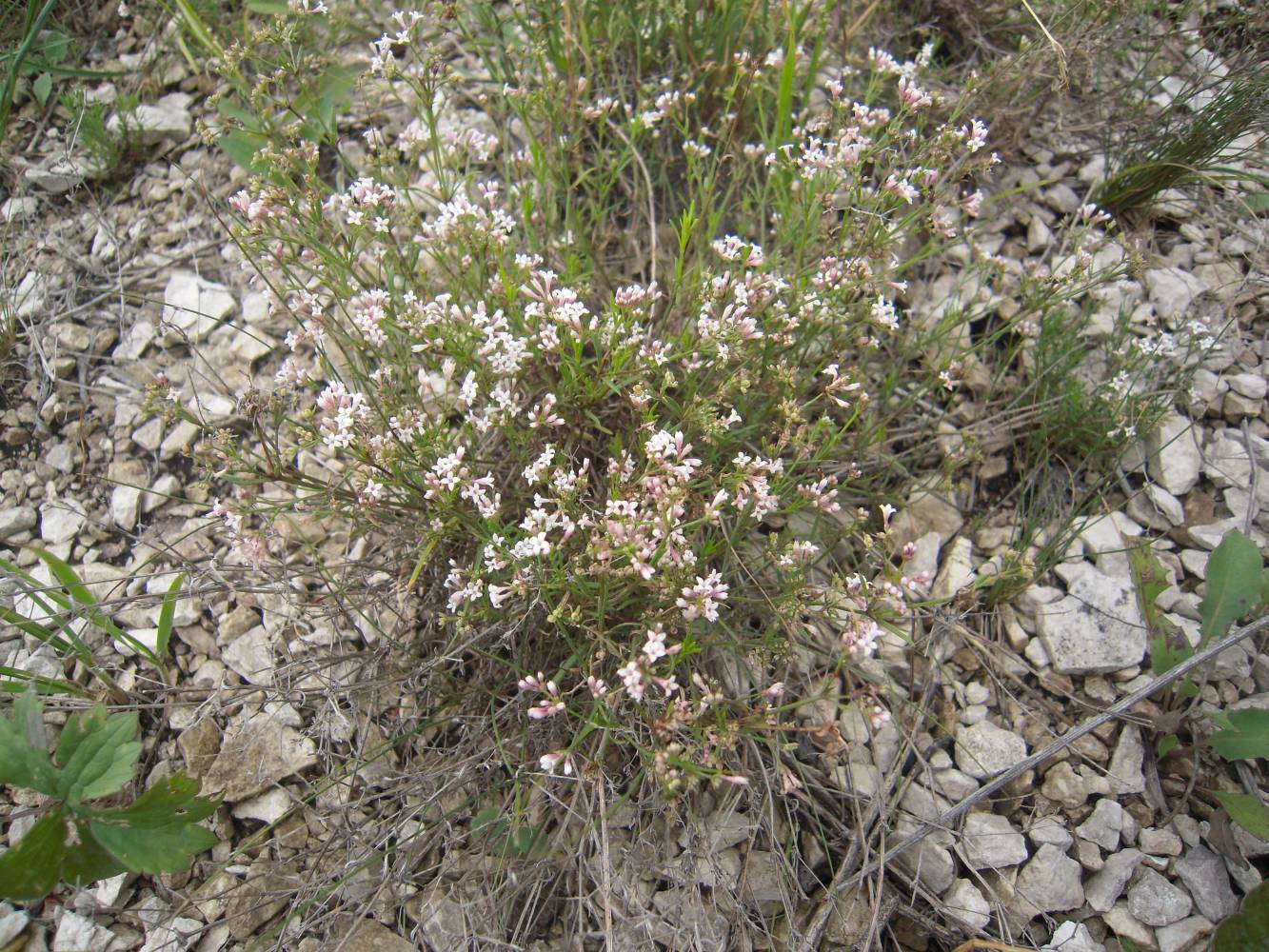 Image of Asperula biebersteinii specimen.