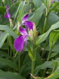 Roscoea purpurea