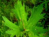 Delphinium elatum