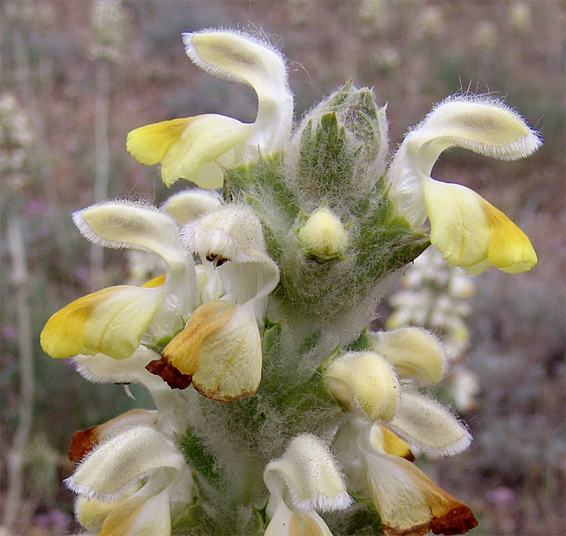 Изображение особи Phlomoides laciniata.