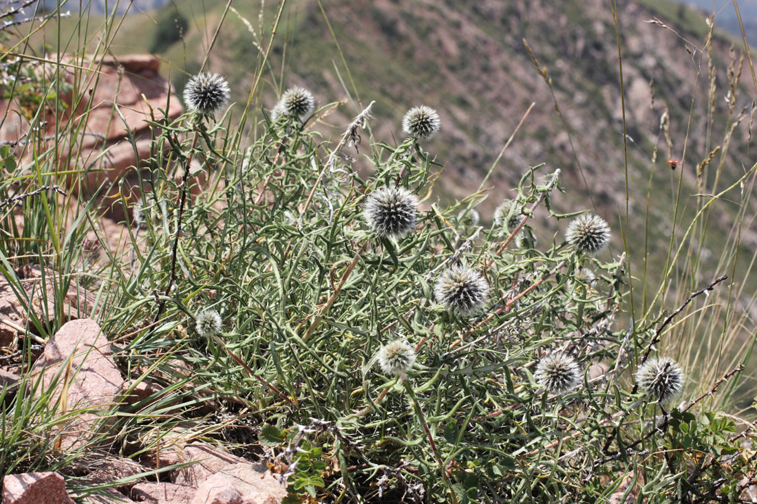 Изображение особи Echinops tschimganicus.