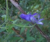 Aconitum volubile. Цветок. Иркутская область, Нижнеудинский район, окр. пос. Вознесенский. 06.08.2012.