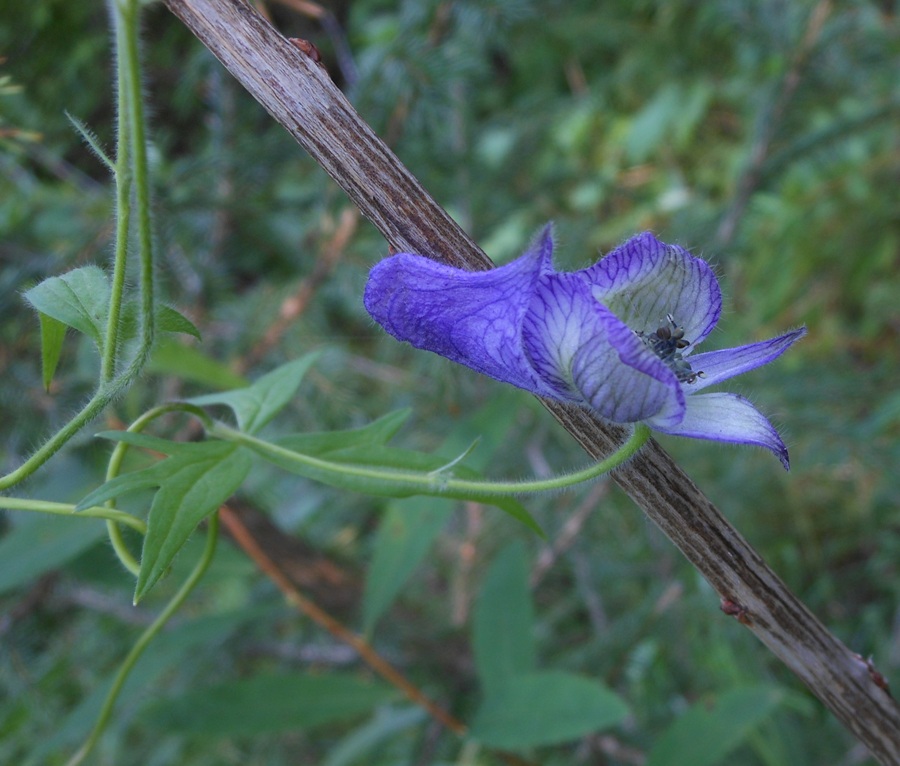 Image of Aconitum volubile specimen.