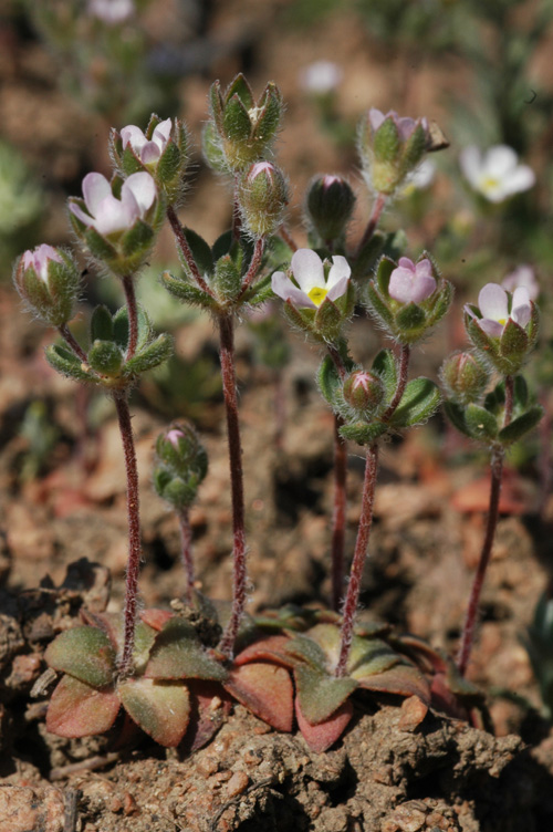 Image of Androsace maxima specimen.