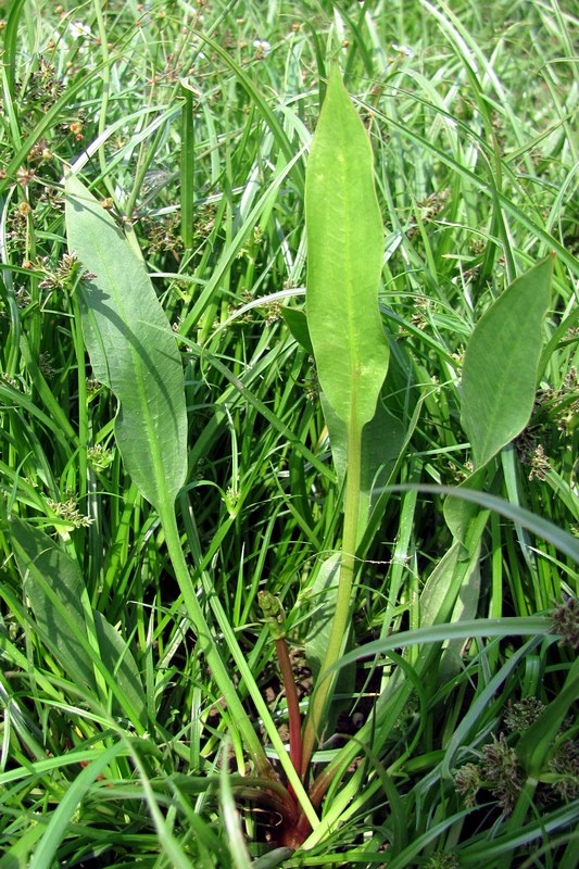 Изображение особи Alisma lanceolatum.