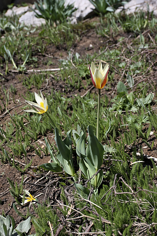 Image of Tulipa berkariensis specimen.