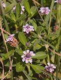 Lippia nodiflora. Верхушки побегов цветущего растения. Греция, о. Родос, г. Родос, газон. 22.07.2012.