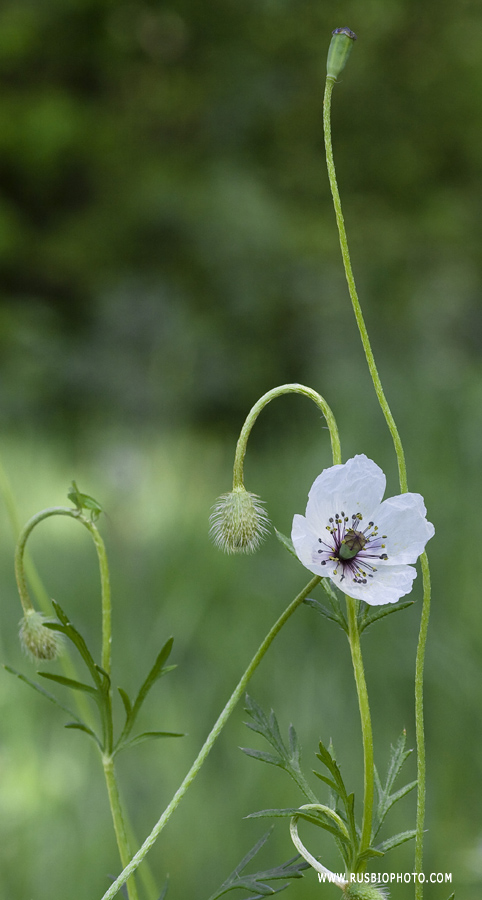 Image of Papaver albiflorum specimen.