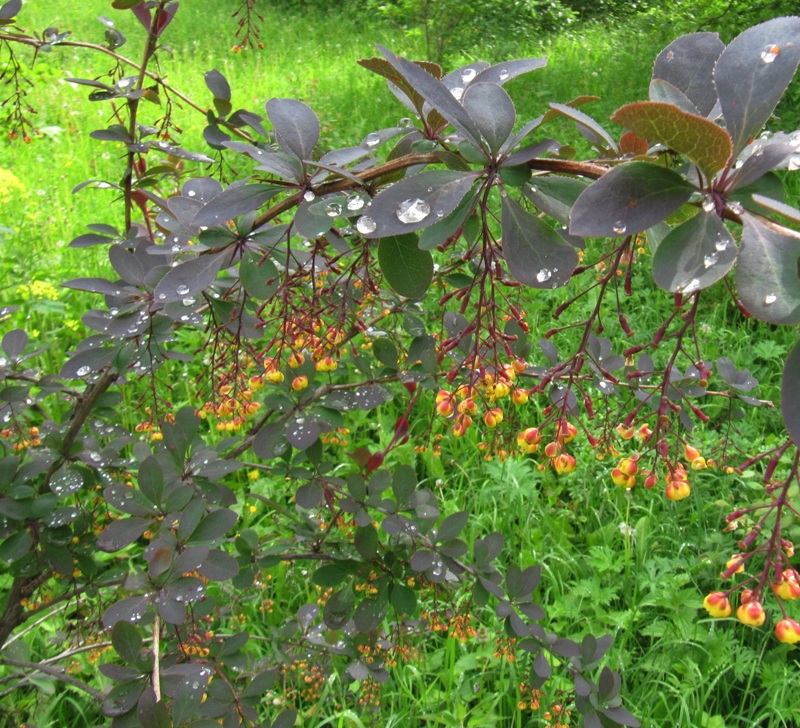 Image of Berberis vulgaris specimen.