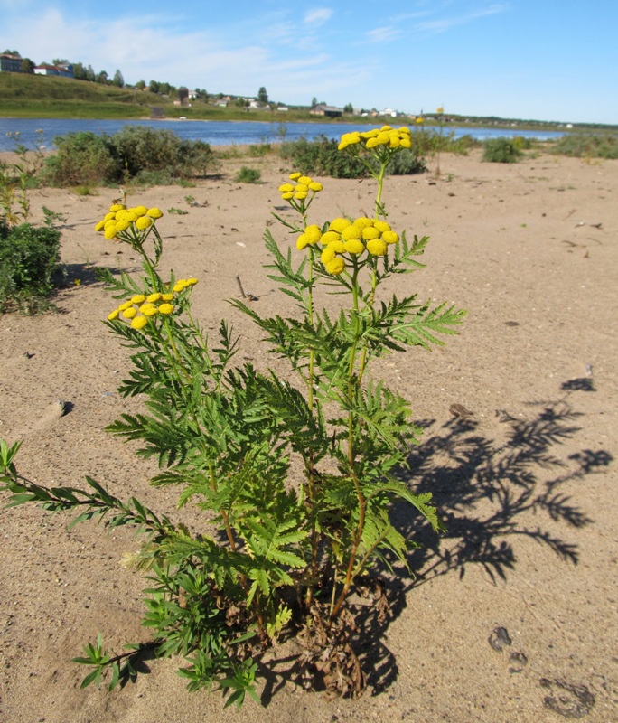 Image of Tanacetum vulgare specimen.