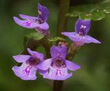 Glechoma hederacea