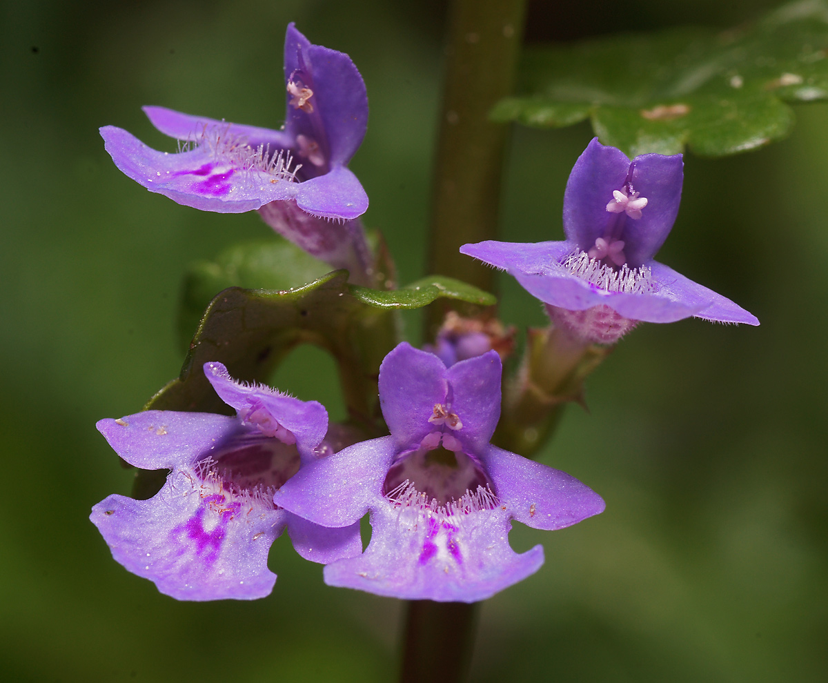 Изображение особи Glechoma hederacea.