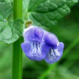 Scutellaria galericulata. Цветки. Смоленская обл., окр. Смоленска, Пасовский лес, опушка леса. 14.06.2011.