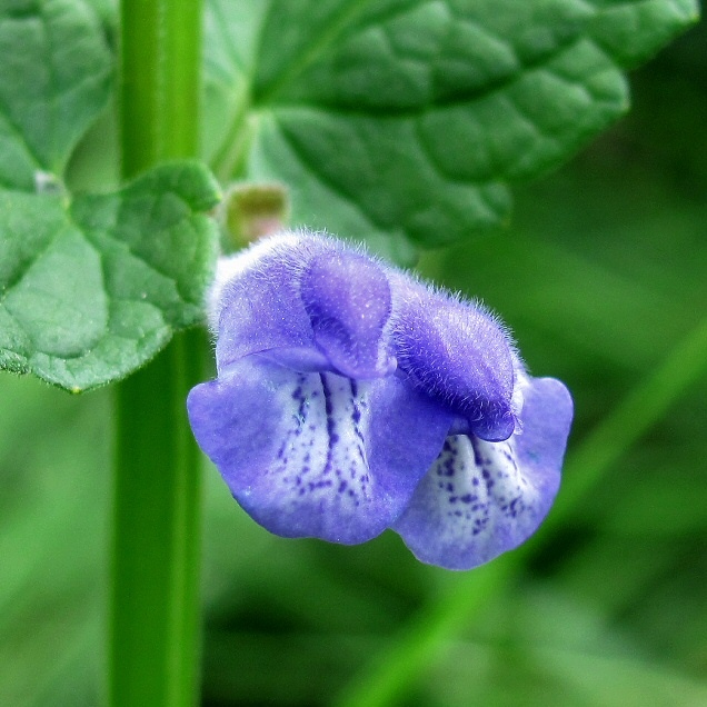 Image of Scutellaria galericulata specimen.