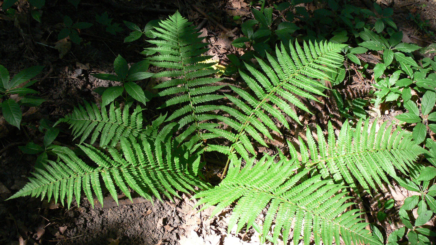 Image of Dryopteris filix-mas specimen.