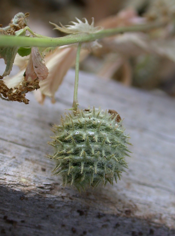 Image of Medicago intertexta ssp. ciliaris specimen.