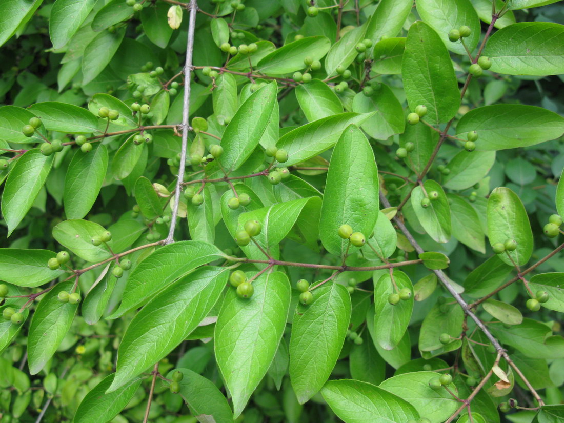Image of genus Lonicera specimen.