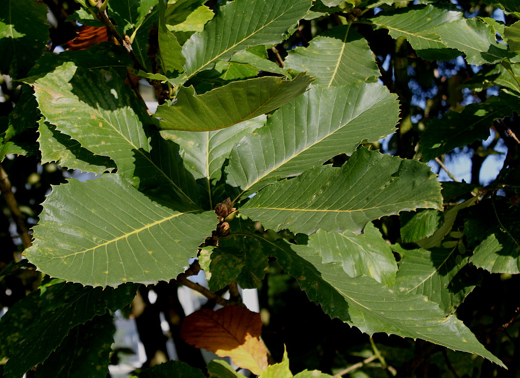 Image of Quercus pontica specimen.