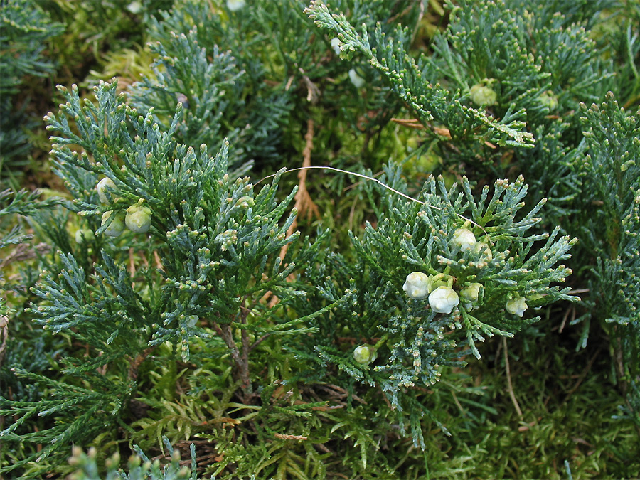 Изображение особи Juniperus horizontalis.