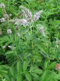 Mentha longifolia. Верхушка цветущего растения. Украина, Хмельницкая обл., Красиловский р-н, с. Терешки. 28.07.2010.