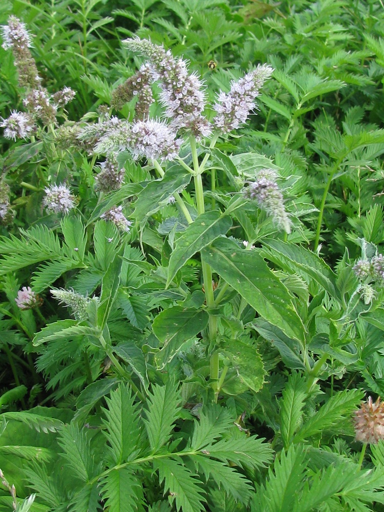 Изображение особи Mentha longifolia.