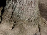 Tilia tomentosa. Комлевая часть взрослого дерева. Германия, г. Кемпен, в школьном дворе. 27.03.2013.