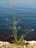 Capsella bursa-pastoris