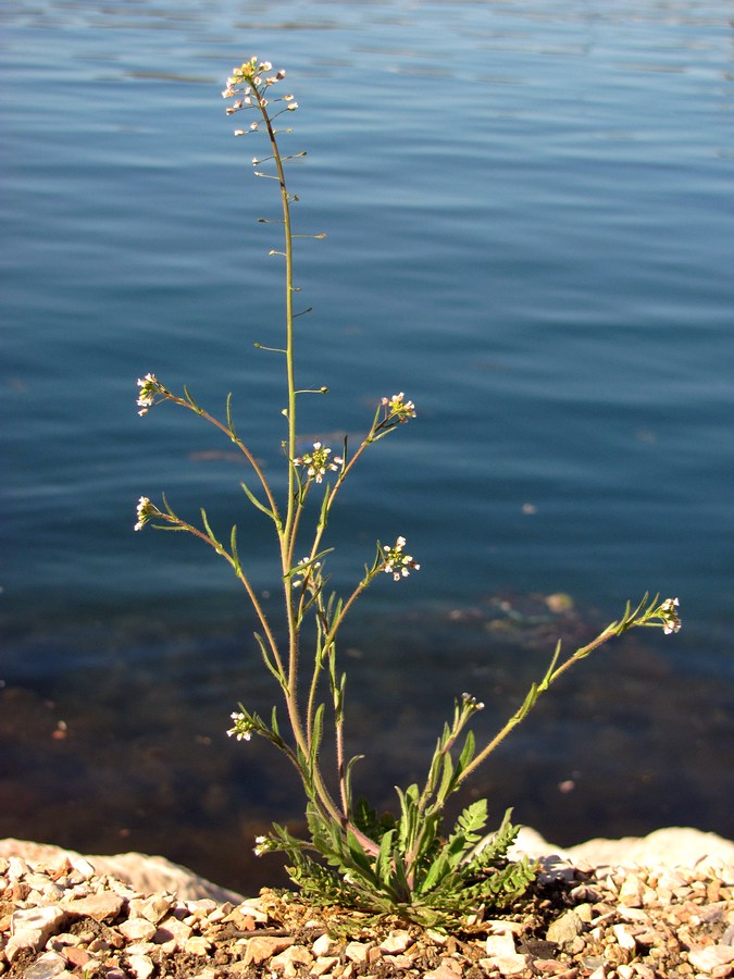 Image of Capsella bursa-pastoris specimen.