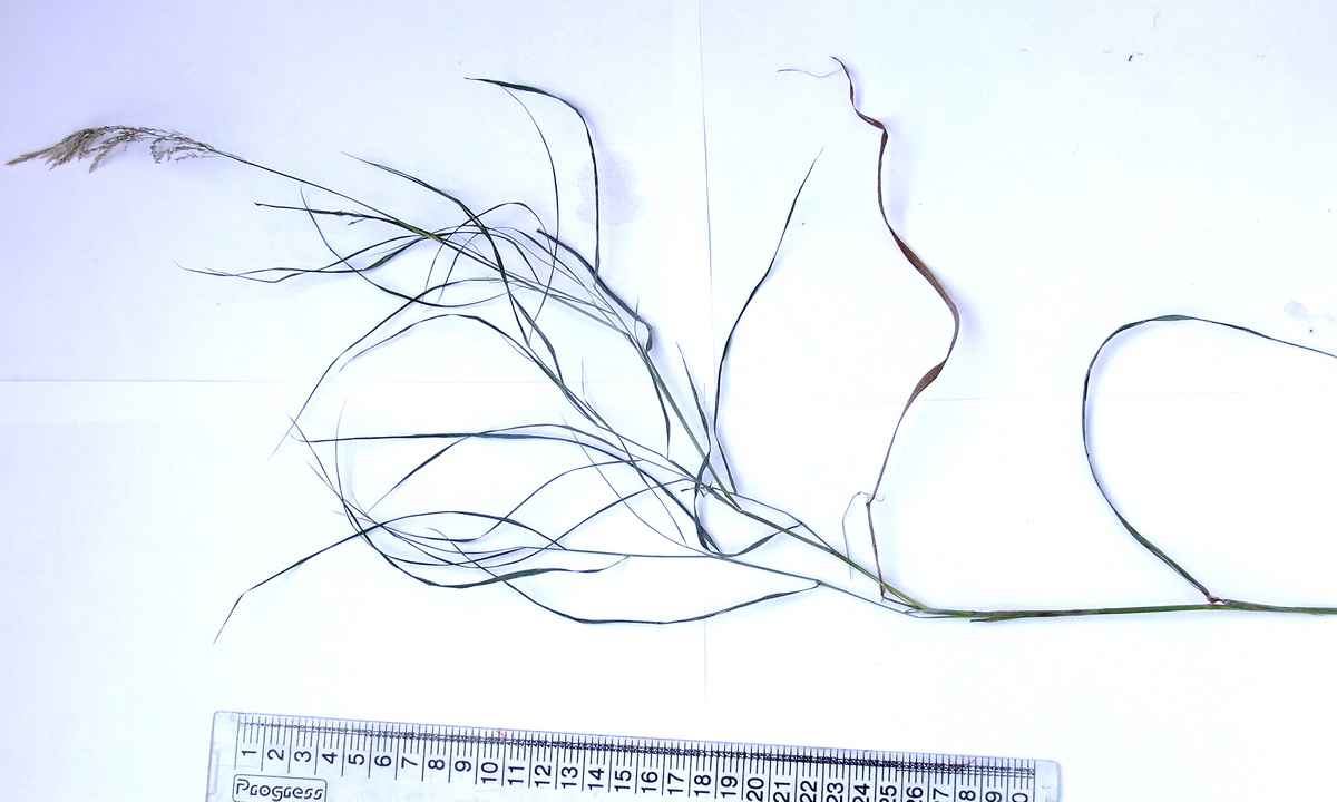 Image of Calamagrostis tenuis specimen.