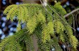 Picea orientalis