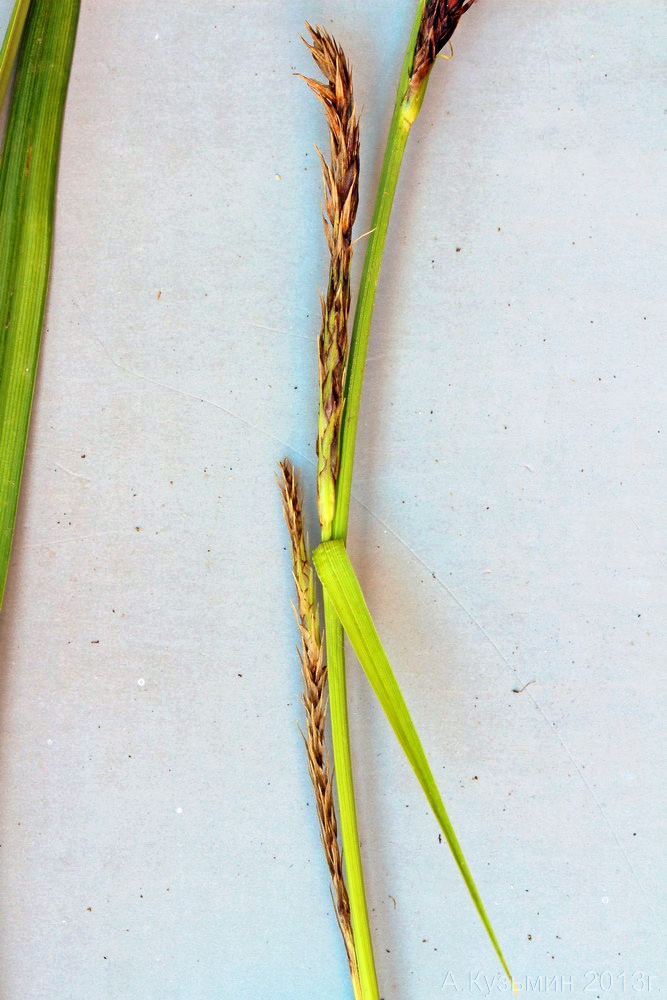 Image of Carex × toezensis specimen.