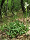 Orchis provincialis. Куртина цветущих и вегетирующих растений. Крым, окр. Ялты, пос. Голубой Залив, дубово-грабинниковый лес. 30 апреля 2013 г.