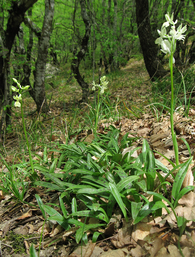 Изображение особи Orchis provincialis.