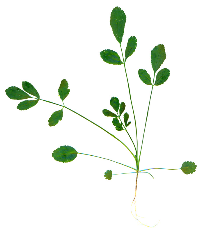 Image of Visnaga daucoides specimen.