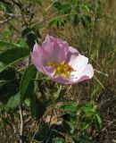 Rosa marginata