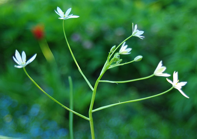 Изображение особи Ornithogalum woronowii.