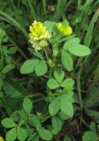 Trifolium campestre. Цветущее растение. Крым, окр. с. Перевальное, ур. Аян, луговая степь. 13 июня 2013 г.