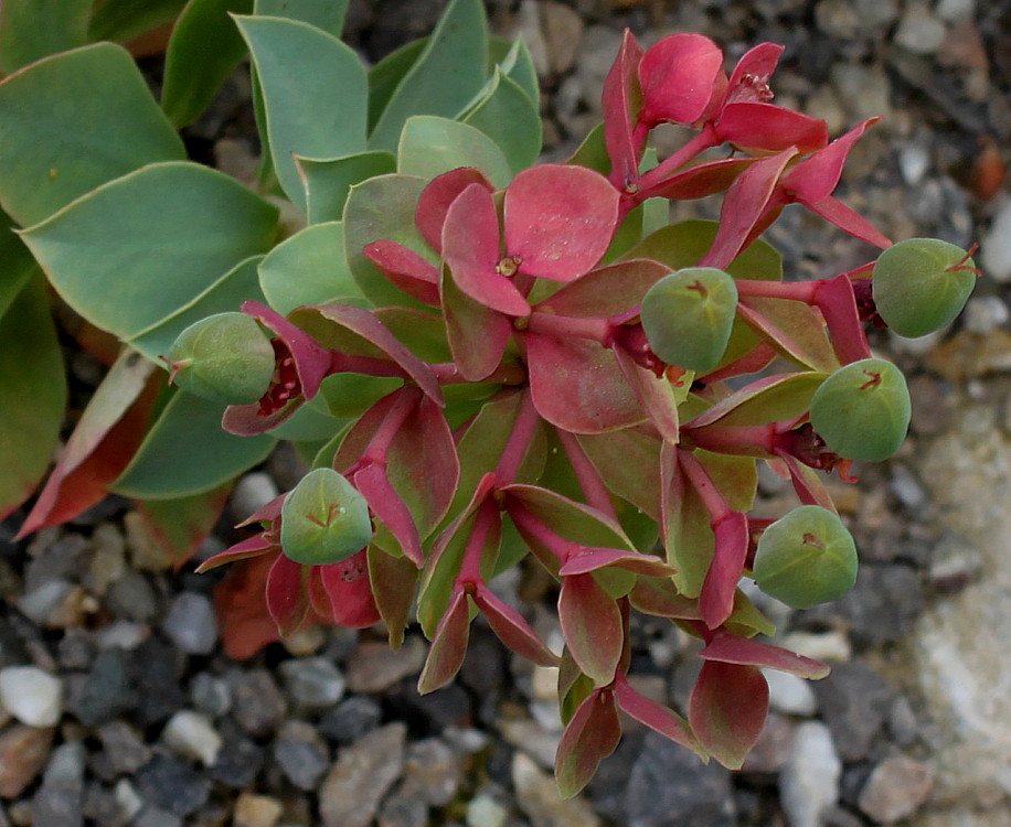 Image of Euphorbia myrsinites specimen.