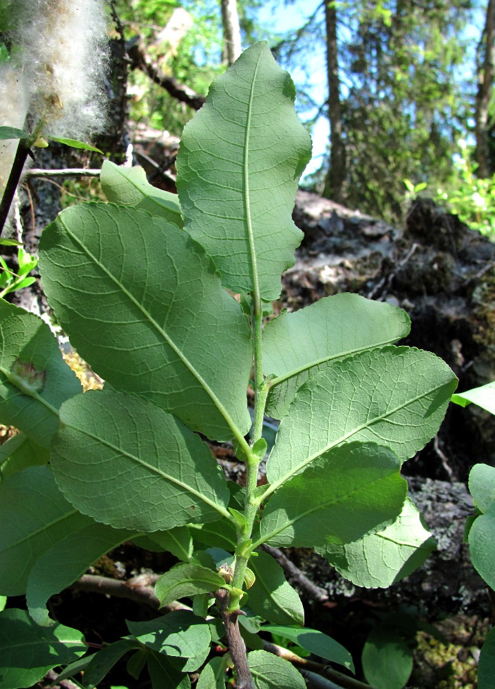 Image of Salix hastata specimen.